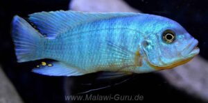 Metriaclima fainzilberi 'Mara Rocks'